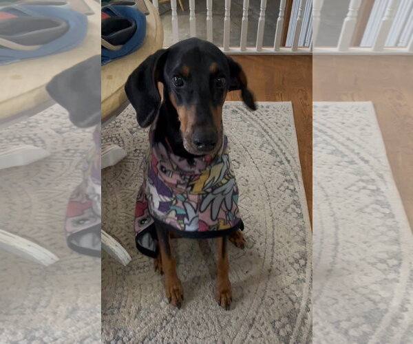 Medium Photo #1 Doberman Pinscher Puppy For Sale in Minneaoplis, MN, USA