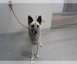 German Shepherd Dog Dogs for adoption in Pasadena, TX, USA