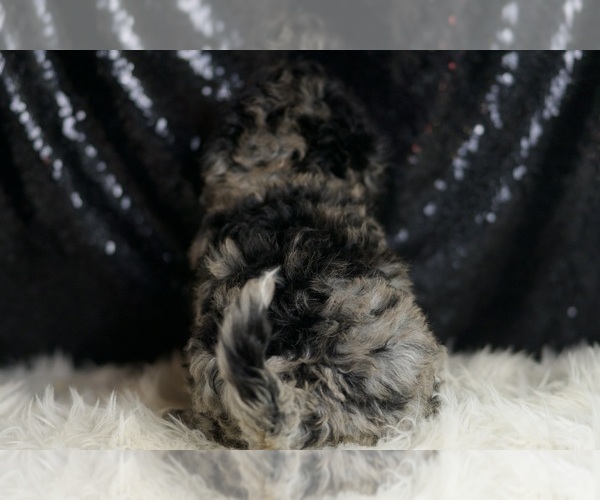 Medium Photo #6 Goldendoodle (Miniature) Puppy For Sale in WARSAW, IN, USA