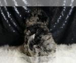 Small #5 Goldendoodle (Miniature)