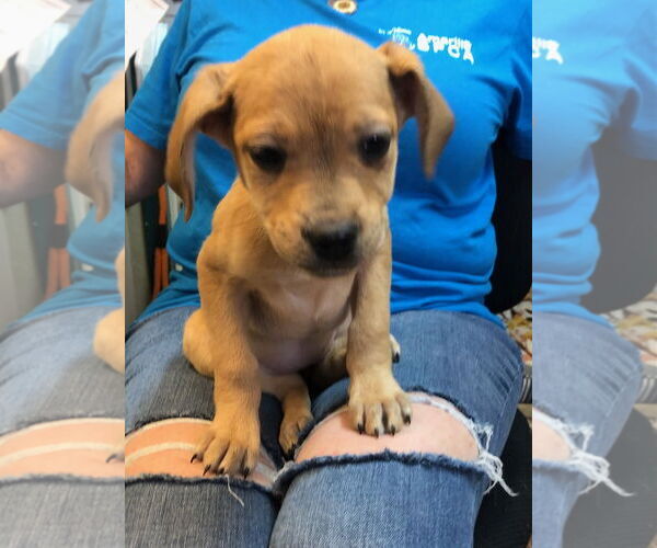 Medium Photo #4 German Shorthaired Lab Puppy For Sale in Amarillo, TX, USA