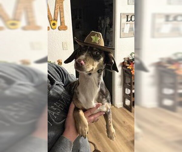 Medium Photo #3 Border Collie-Dachshund Mix Puppy For Sale in Aurora, CO, USA