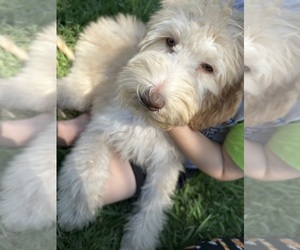 Doodle-Goldendoodle Mix Puppy for sale in CITRUS HEIGHTS, CA, USA
