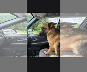 Sophie 7563 - Female German Shepherd Dog Dog for Adoption - Photo #4