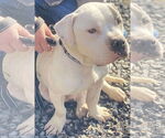 Small #1 Mutt