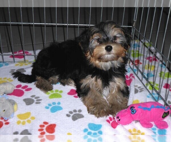 Medium Photo #9 Havashire Puppy For Sale in ORO VALLEY, AZ, USA