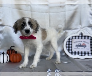 Pookimo Puppy for sale in LANCASTER, PA, USA