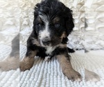 Small #10 Bernedoodle