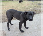 Small #4 American Pit Bull Terrier-German Shepherd Dog Mix