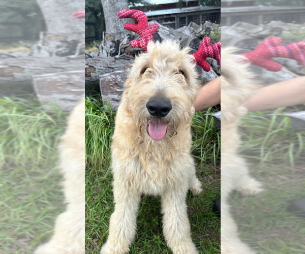 Medium Photo #1 Goldendoodle Puppy For Sale in SEBRING, FL, USA