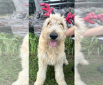 Small Photo #1 Goldendoodle Puppy For Sale in SEBRING, FL, USA