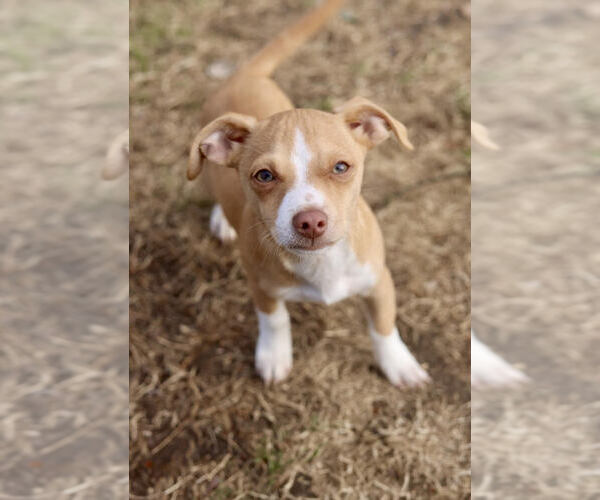 Medium Photo #4 Chihuahua-Unknown Mix Puppy For Sale in Andover, MN, USA