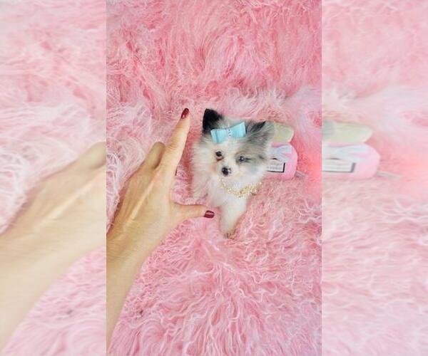 Medium Photo #3 Pomeranian Puppy For Sale in PEMBROKE PINES, FL, USA