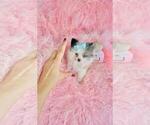 Small #2 Pomeranian