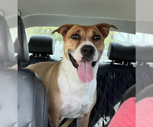 Kylo - Male American Staffordshire Terrier-Labrador Retriever Mix Dog for Adoption - Photo #3