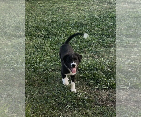 Medium Photo #2 Labrador Retriever-Unknown Mix Puppy For Sale in The Woodlands, TX, USA