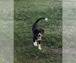 Small #1 Labrador Retriever Mix