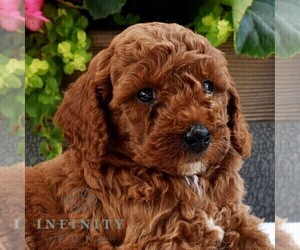 Poodle (Miniature) Puppy for sale in MADISONBURG, PA, USA