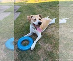 Small #3 Beagle Mix