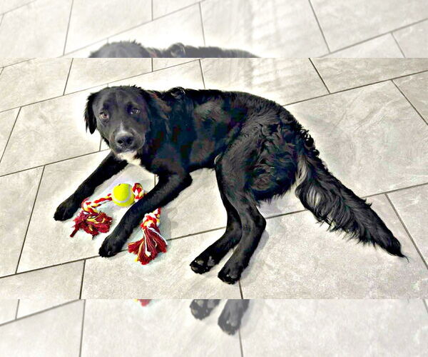 Medium Photo #1 Borador Puppy For Sale in Spring Lake, NJ, USA