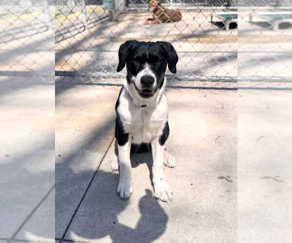 Medium Photo #3 Beagle-Unknown Mix Puppy For Sale in Muskegon, MI, USA