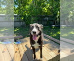 Small #1 Border Collie Mix