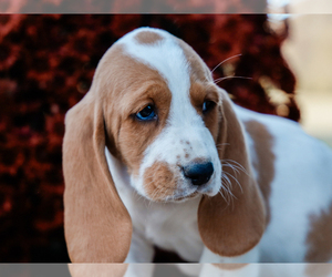 Basset Hound Puppy for sale in LIBERTY, KY, USA