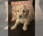 Small #17 Cock-A-Poo-Maltipoo Mix