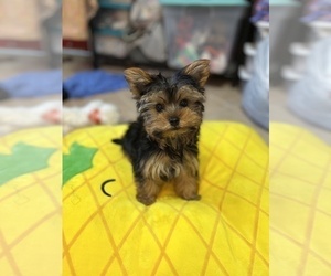 Medium Yorkshire Terrier