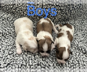 Poodle (Miniature)-Shorkie Tzu Mix Puppy for sale in KYLE, TX, USA