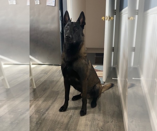 Medium Photo #1 Belgian Malinois Puppy For Sale in ROBERTSVILLE, MO, USA