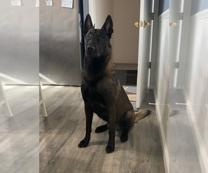 Father of the Belgian Malinois puppies born on 08/10/2026