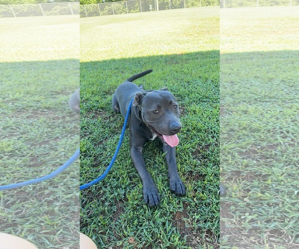 Medium Photo #16 American Staffordshire Terrier-Unknown Mix Puppy For Sale in Calhoun, GA, USA