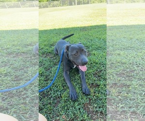Thaddeus - Male American Staffordshire Terrier-Unknown Mix Dog for Adoption - Photo #16
