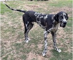 Small #17 Great Dane