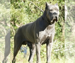 Cane Corso Puppy for Sale in BLADENBORO, North Carolina USA