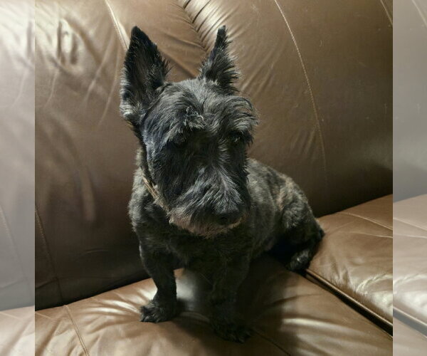 Medium Photo #3  Puppy For Sale in , 