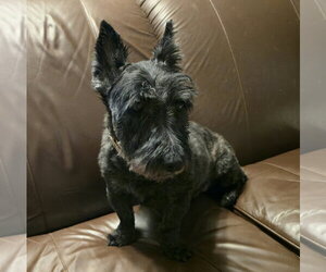 Mutt Dogs for adoption in Dallas, TX, USA