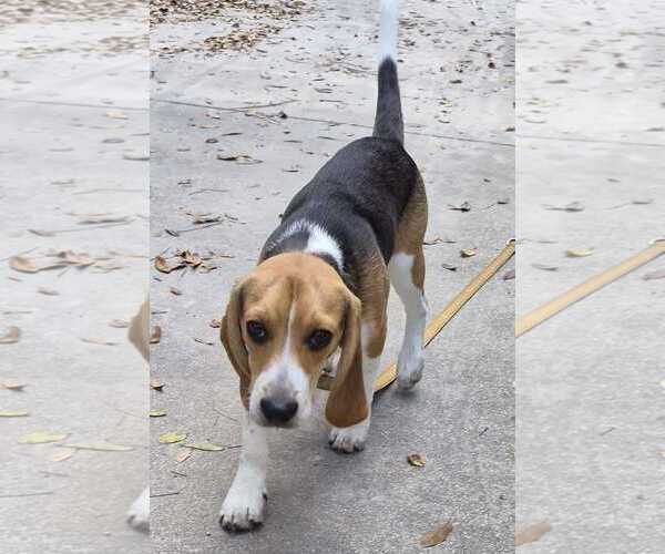 Medium Photo #9 Beagle Puppy For Sale in Dunnellon, FL, USA