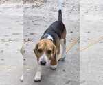 Small #8 Beagle