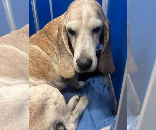 Medium Photo #4 Basset Hound Puppy For Sale in Deepwater, NJ, USA