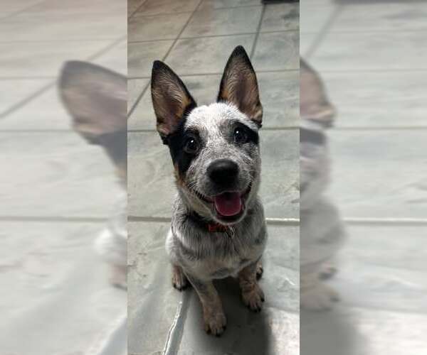 Medium Photo #5 Mutt Puppy For Sale in Highland, IL, USA