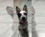 Small #4 Mutt