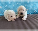 Small Photo #9 Labrador Retriever Puppy For Sale in PALM COAST, FL, USA