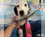 Small Photo #2 Pointer-Unknown Mix Puppy For Sale in Washington, DC, USA