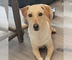 Small #2 Basset Hound-Labrador Retriever Mix
