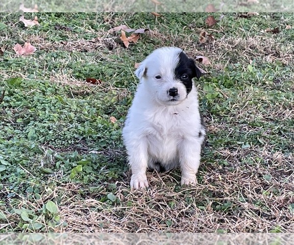 Medium Photo #1 English Shepherd Puppy For Sale in CAVE CITY, AR, USA