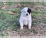 Small Photo #1 English Shepherd Puppy For Sale in CAVE CITY, AR, USA