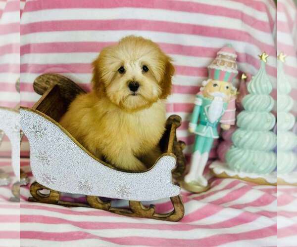 Medium Photo #1 Poodle (Toy) Puppy For Sale in CINCINNATI, OH, USA