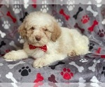 Small Photo #6 Poodle (Miniature) Puppy For Sale in LAKELAND, FL, USA